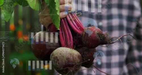Gardener holding beets forward, adjusting bulbs, overlays growing, obscuring view for agriculture