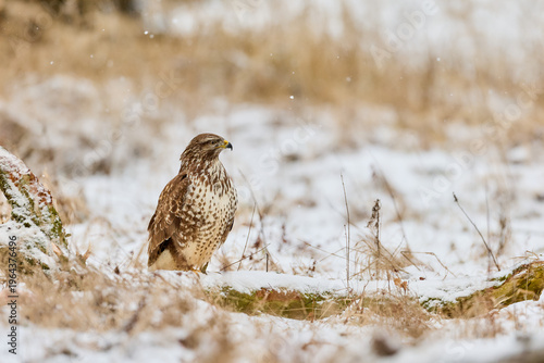 Common Buzzard
