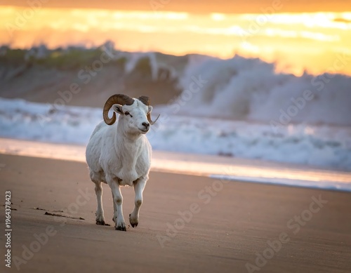 Ram on the Beach at Sunset - A Coastal Encounter.