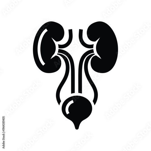 Illustration of vector kidney anatomy with ureters and bladder