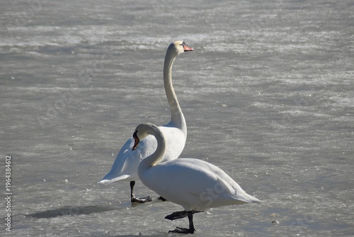 A cute pair of mute swans on sea ice in early spring.