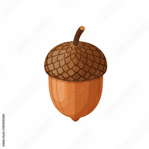 Detailed oak acorn illustration isolated on white background.