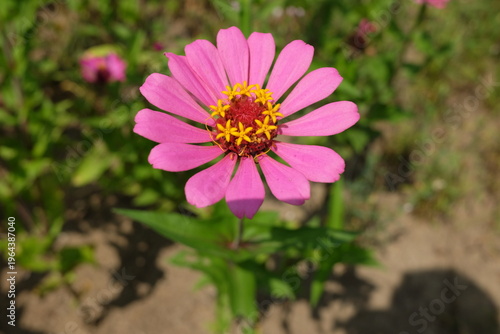 Cuadro en lienzo Single pink flower in bloom with blurred garden background
Macro close up of pin