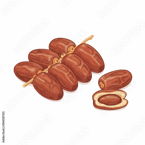 Vector illustration of ripe dates fruit with seed isolated.