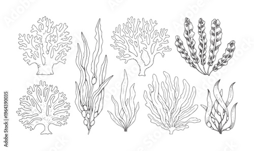Collection of hand drawn sea plants and corals in line style seaweed ocean nature