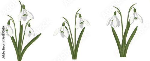 PrintSnowdrop Flower Illustration Set with White Blooming Spring Plants, Botanical Nature Elements, Garden Floral Collection Isolated on White Background