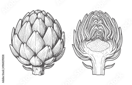 Two artichokes one whole one halved in vintage engraving style vegetable food
