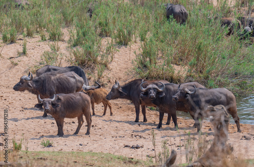 Afrikanische Tiere Kaffernbüffel oder auch Afrikanischer Büffel Wasserbüffel genannt, im Busch vom Krüger National Park - Kruger Nationalpark Südafrika