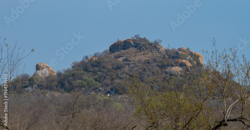 View and landscape - Flora Botany Bush in Kruger Nationalpark