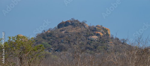 View and landscape - Flora Botany Bush in Kruger Nationalpark