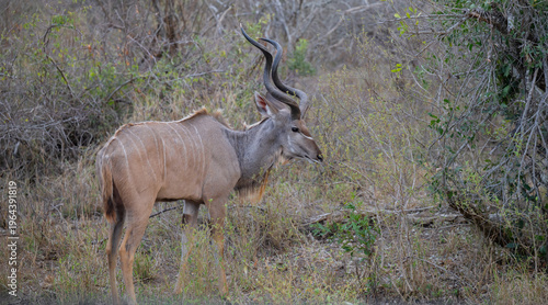 Afrikanische Tiere Männlicher groß Kudu Strepsiceros im Krüger National Park - Kruger Nationalpark Südafrika