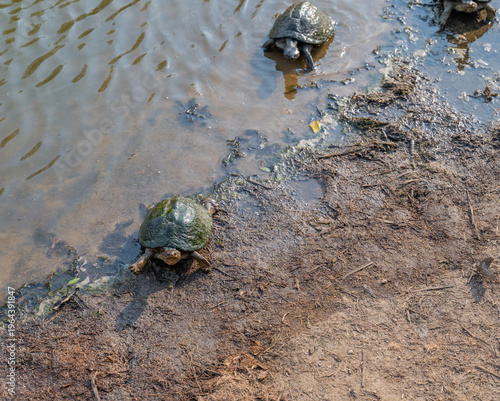 Serrated hinged terrapin in Kruger National Park South Africa
