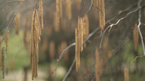 flowering of the common hazel. In the background with trees, other branches