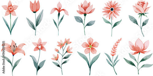Watercolor collection of various flowers set, hand painted illustration of peach pink floral garden transparent isolated, jasmine iris tulip rose lily vector minimalist simple botanical vintage rustic