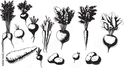 Root vegetable set outline sketch vector illustration