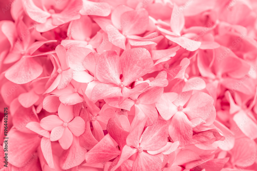 Obraz premium Pink flowers close up. Bouquet of red flowers. City flower beds, a beautiful and well-groomed garden with flowering bushes.