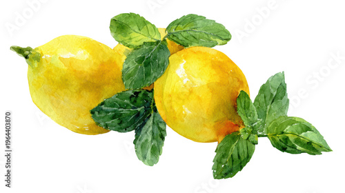 Watercolor fresh lemons with mint leaves clip art illustration