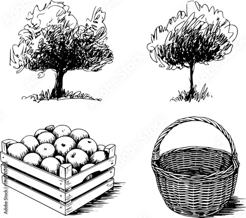 Hand drawn of apple trees full crate of apples and woven basket white background