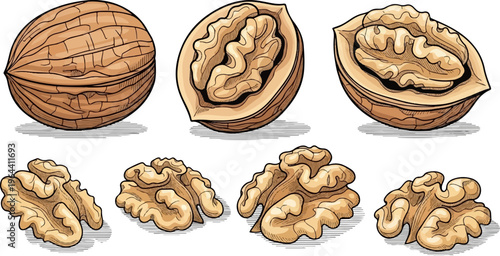 Textured illustration of whole, halved, and shelled walnuts