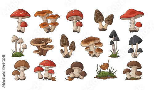 Collection of Variety of Mushrooms on Display.