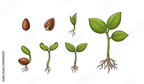 Collection of Seed germination growth stages illustration.