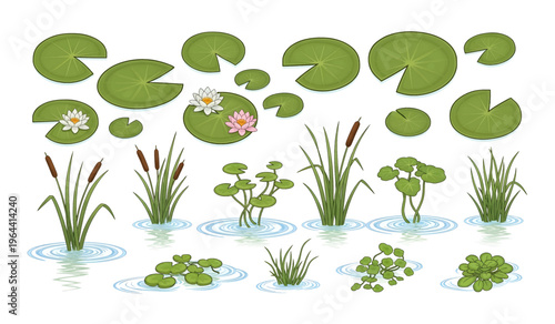 Collection of Lily pads and aquatic plants floating.