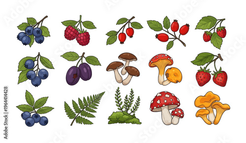 Collection of Colorful illustration of various mushrooms and fruits.