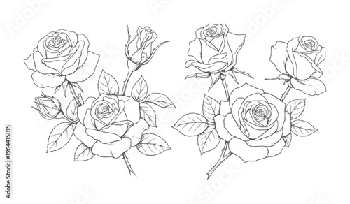 Delicate line of blooming roses and buds with leaves flower leaf