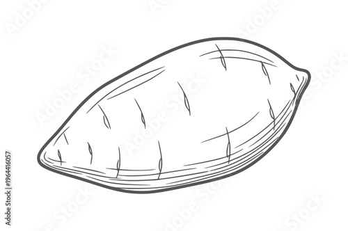 Hand drawn of a single sweet potato with textured lines root vegetable