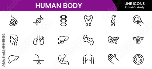 Human body icons depicting anatomy, organs, skeleton, muscles, health, biology, structure, systems, medical, education, science, physiology, and wellness.