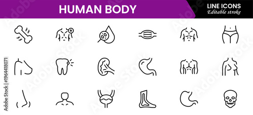 Human body icons depicting anatomy, organs, skeleton, muscles, health, biology, structure, systems, medical, education, science, physiology, and wellness.