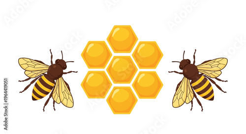 Illustration of two bees on a honeycomb against a white background