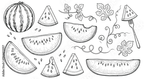 Assorted watermelon slices and whole fruit illustration with plant elements
