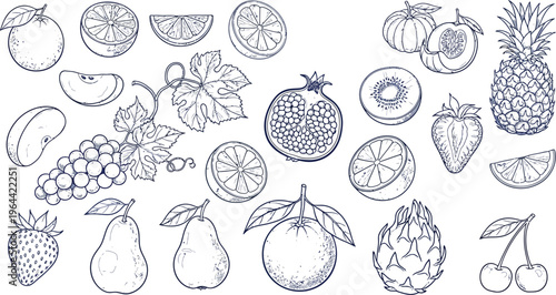 Diverse collection of illustrated fruits and their cross-sectional views