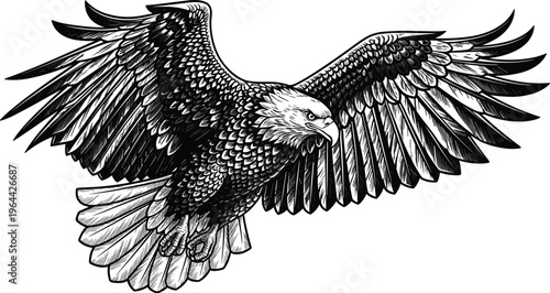 Detailed black and white hand drawn vintage eagle illustration soaring with spread wings, majestic bald eagle bird of prey vector for commercial design.