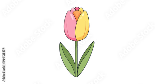 Bicolor Tulip Flower in Bloom.