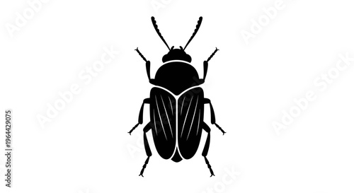 Black Beetle Insect Closeup View.