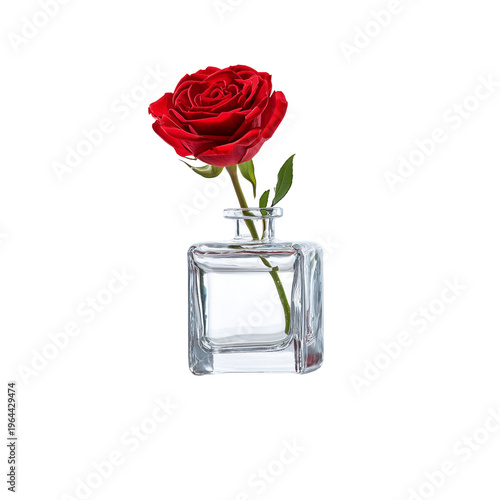 Transparent glass vase holding a single red rose isolated on transparent background