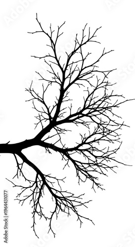 A black silhouette of a tree branch with many small branches isolated on white background, Vector
