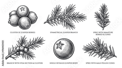 A set of vintage botanical illustrations of juniper berries, branches, and cones. Black and white engraving style for gin labels, packaging, or educational use. Timeless and detailed.