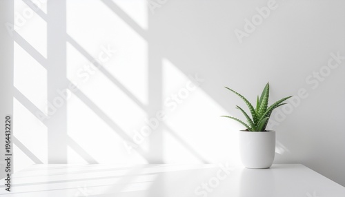 白い壁に映る窓影と多肉植物、ミニマルなライフスタイル背景
