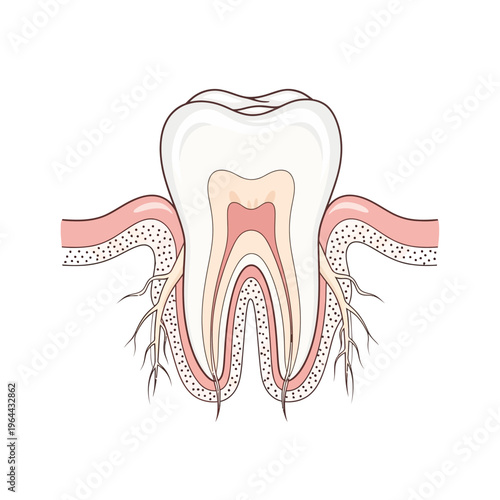 Detailed cross-section of a human tooth and gum structure.
