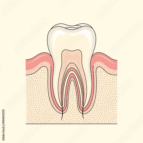 Detailed cross-section of a human tooth and gum structure.
