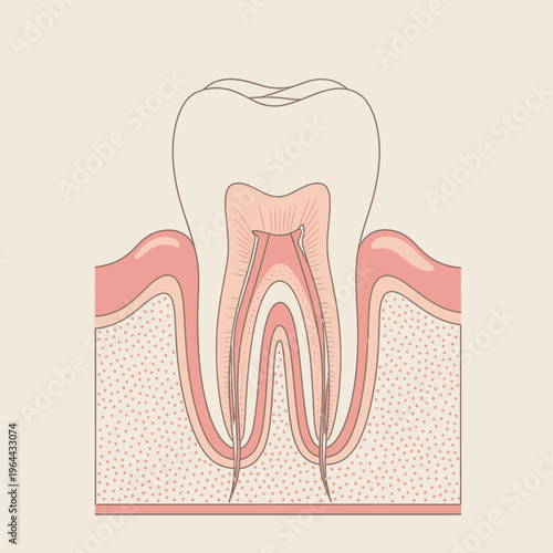 Detailed cross-section of a human tooth and its surrounding structures.