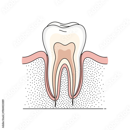Detailed cross-section of a human tooth showing its internal structure.