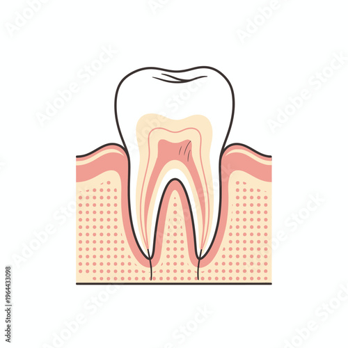 Detailed Cross-Sectional Diagram of a Healthy Human Tooth Structure.