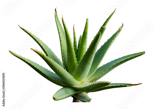Aloe vera plant with spiky green leaves on black isolated on a transparent background