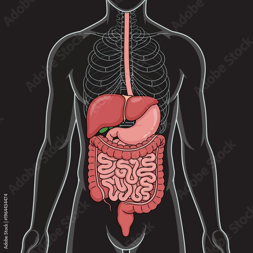 Human Digestive System Anatomy Illustration on Dark Background.