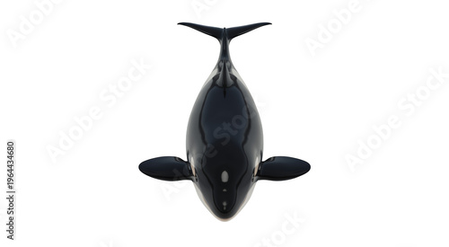 Black orca whale view black whale aquatic isolated on a transparent background