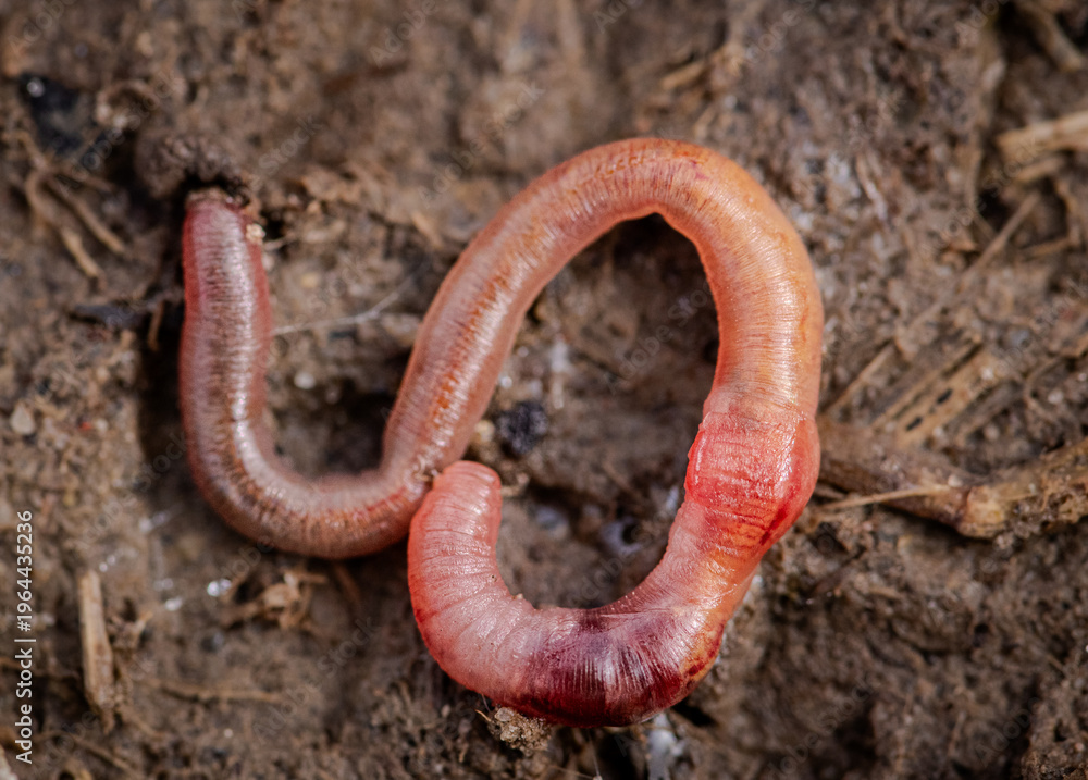 Fototapeta premium worm on the ground